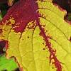 Plectranthus scutellarioides 'Flame Thrower Spiced Curry', leaves