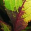 Plectranthus scutellarioides 'Flame Thrower Spiced Curry', leaves