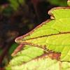 Plectranthus scutellarioides 'Flame Thrower Spiced Curry', leaves