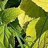 Plectranthus scutellarioides 'Giant Exhibition Limelight', habit
