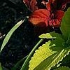 Plectranthus scutellarioides 'Giant Exhibition Limelight', habit