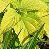 Plectranthus scutellarioides 'Giant Exhibition Limelight', habit