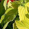 Plectranthus scutellarioides 'Giant Exhibition Limelight', habit