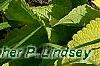 Plectranthus scutellarioides 'Giant Exhibition Limelight', habit