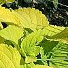 Plectranthus scutellarioides 'Giant Exhibition Limelight', habit