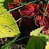 Plectranthus scutellarioides 'Giant Exhibition Limelight', habit
