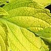 Plectranthus scutellarioides 'Giant Exhibition Limelight', leaves