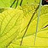 Plectranthus scutellarioides 'Giant Exhibition Limelight', leaves