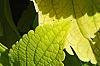 Plectranthus scutellarioides 'Giant Exhibition Limelight', leaves