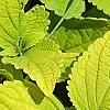 Plectranthus scutellarioides 'Giant Exhibition Limelight', leaves