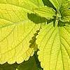 Plectranthus scutellarioides 'Giant Exhibition Limelight', leaves