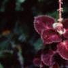 Plectranthus scutellarioides 'Red Ruffles', habit