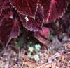 Plectranthus scutellarioides 'Red Ruffles', habit