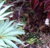 Plectranthus scutellarioides 'Red Ruffles', habit