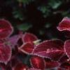 Plectranthus scutellarioides 'Red Ruffles', habit