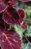 Plectranthus scutellarioides 'Red Ruffles', habit