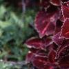 Plectranthus scutellarioides 'Red Ruffles', habit