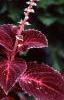 Plectranthus scutellarioides 'Red Ruffles', habit