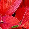 Plectranthus scutellarioides 'Sedona', flowers