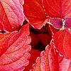 Plectranthus scutellarioides 'Sedona', flowers