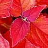 Plectranthus scutellarioides 'Sedona', flowers