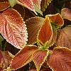 Plectranthus scutellarioides 'Trusty Rusty', habit