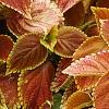 Plectranthus scutellarioides 'Trusty Rusty', habit