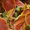 Plectranthus scutellarioides 'Trusty Rusty', habit