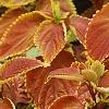 Plectranthus scutellarioides 'Trusty Rusty', habit