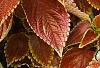 Plectranthus scutellarioides 'Trusty Rusty', habit