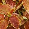 Plectranthus scutellarioides 'Trusty Rusty', habit