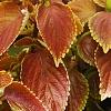 Plectranthus scutellarioides 'Trusty Rusty', habit