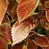 Plectranthus scutellarioides 'Trusty Rusty', habit