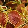 Plectranthus scutellarioides 'Trusty Rusty', habit