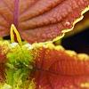 Plectranthus scutellarioides 'Trusty Rusty', leaves