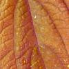 Plectranthus scutellarioides 'Trusty Rusty', leaves