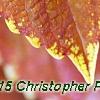 Plectranthus scutellarioides 'Trusty Rusty', leaves