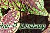 Plectranthus scutellarioides 'Velvet Lime', leaves