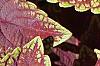 Plectranthus scutellarioides 'Velvet Lime', leaves