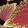 Plectranthus scutellarioides 'Velvet Lime', leaves