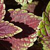 Plectranthus scutellarioides 'Velvet Lime', leaves
