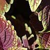 Plectranthus scutellarioides 'Velvet Lime', leaves