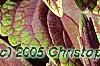 Plectranthus scutellarioides 'Velvet Lime', leaves