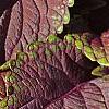 Plectranthus scutellarioides 'Velvet Lime', leaves