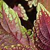 Plectranthus scutellarioides 'Velvet Lime', leaves