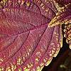 Plectranthus scutellarioides 'Velvet Lime', leaves
