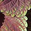 Plectranthus scutellarioides 'Velvet Lime', leaves