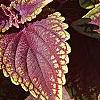 Plectranthus scutellarioides 'Velvet Lime', leaves