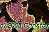 Plectranthus scutellarioides 'Velvet Lime', leaves