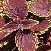 Plectranthus scutellarioides 'Velvet Lime', leaves